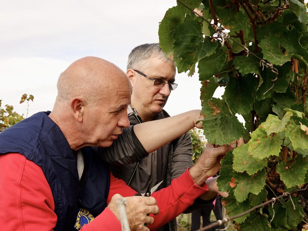 Disznókő Visus Tokaji Hárslevelű 2023
