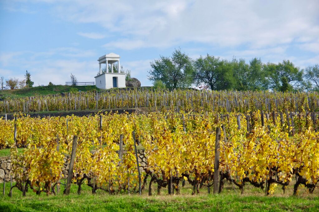 Disznókő Szőlőbirtok 63. a World Best Vineyards listáján
