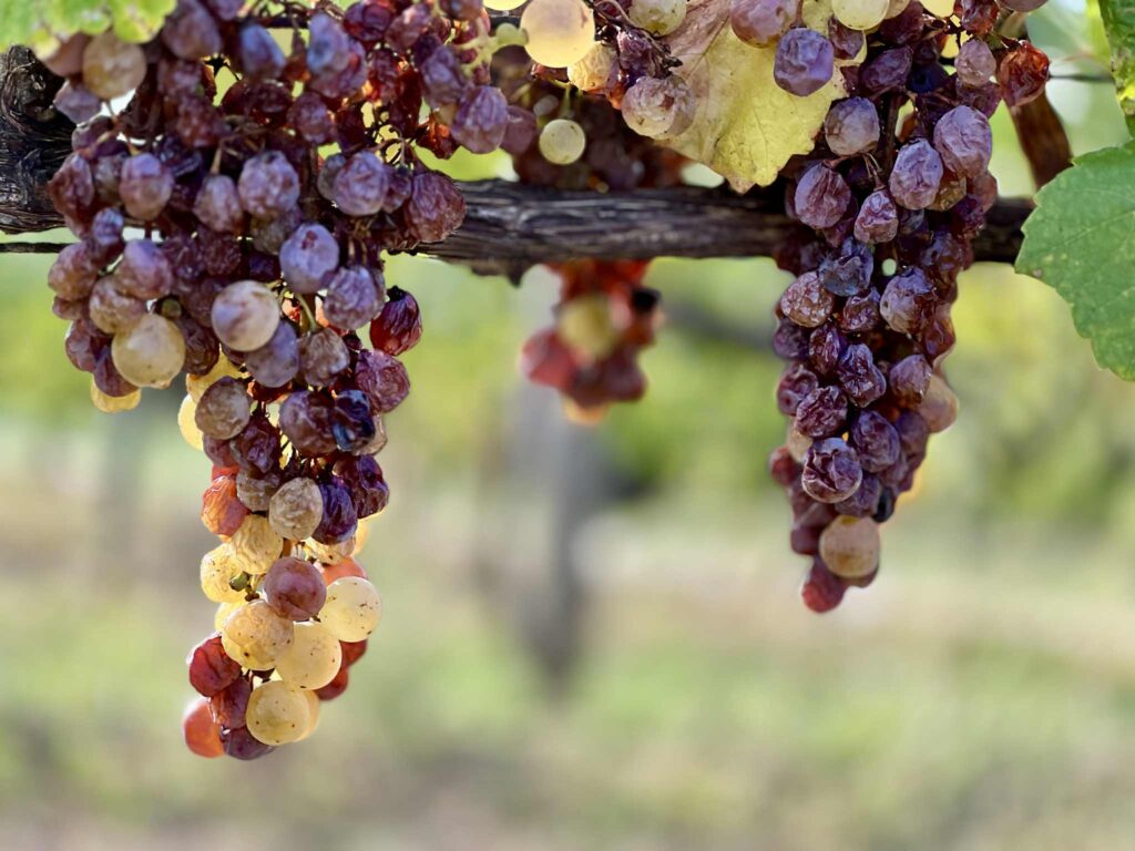 Aszúsodott szőlőszemek