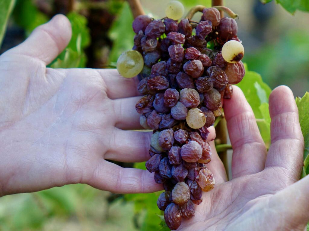 Aszúsodott szőlőszemek
