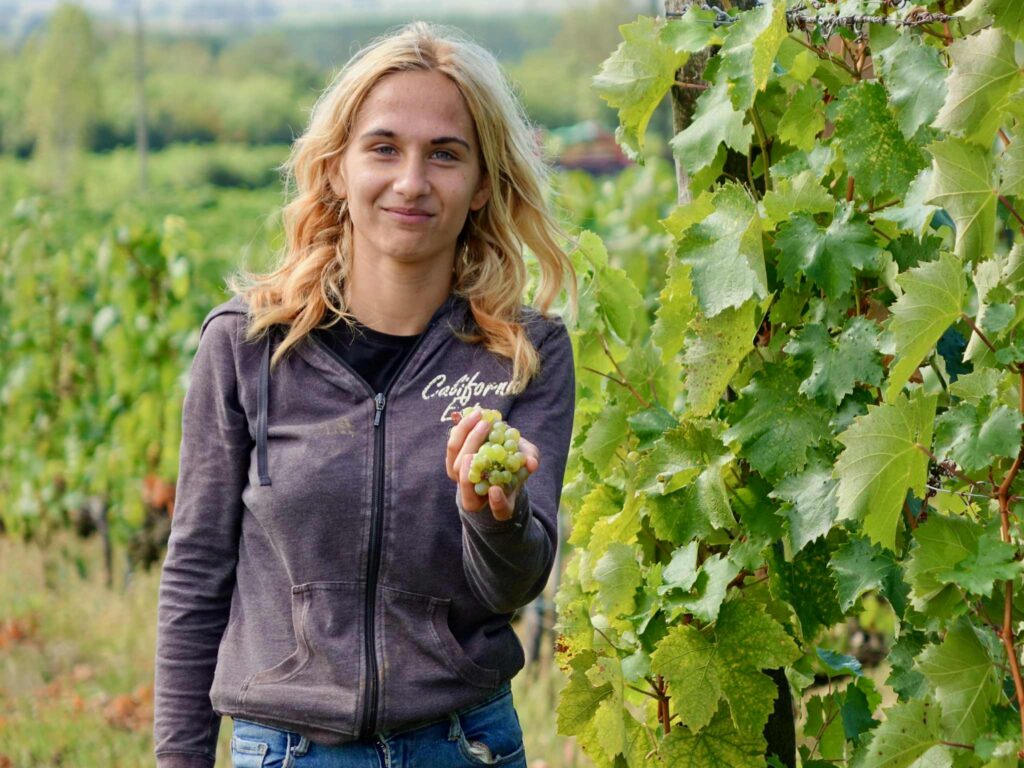 Szőlőszedés a Disznókő Szőlőbirtokon