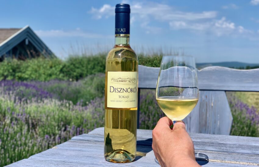 Disznókő késői szüret