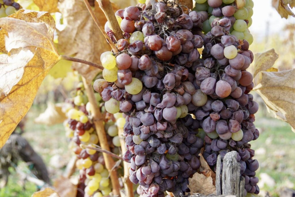 Disznókő "ahogy termett" szőlő